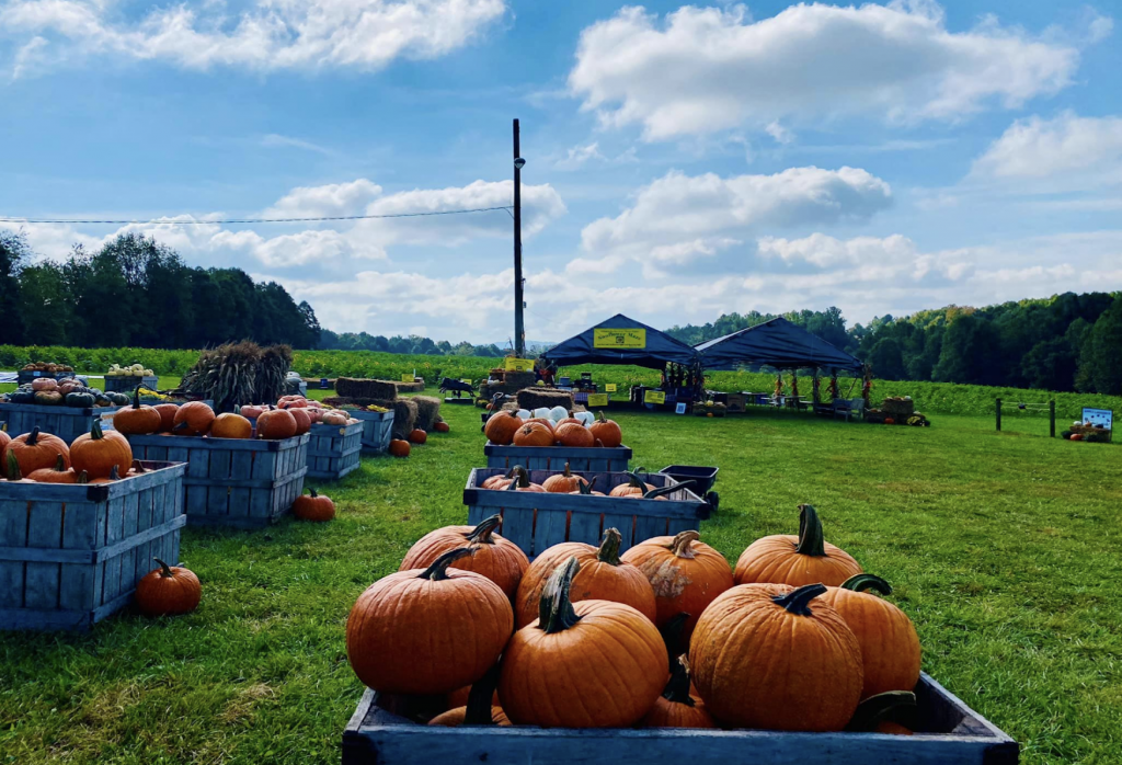 Pumpkins on the Farm